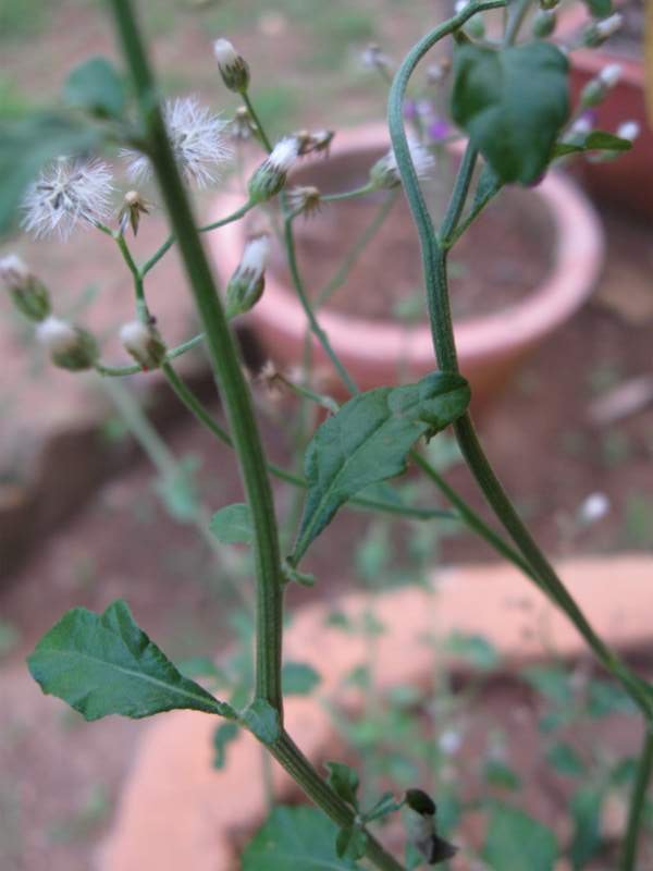 Poovamkurunnal-Vernonia cinerea